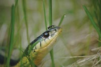 Grand Prize Winner - Garter snake with ant