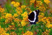 White admiral butterfly