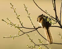 Chipmunk