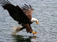 Bald eagle (Haliaeetus leucocephalus)