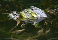 Three Frogs