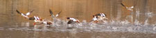 Common mergansers 