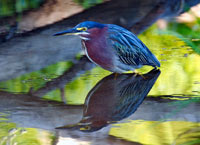 Green heron 