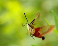 Clear-winged hummingbird hawk moth 