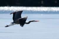 Great Blue Heron