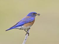 Male western bluebird