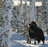 Muskox