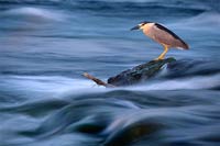 Black-crowned night-heron