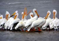 American white pelicans