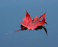 The lazy course of a red maple leaf floating down-river is a tell tale sign that autumn has arrived.