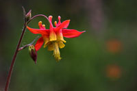 Wild columbine (Aquilegia Canadensis)