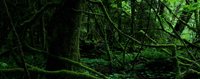 Arbres 