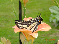 Un papillon tigré du Canada 