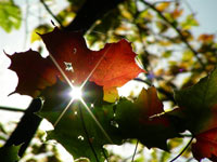 Les feuilles d’automne