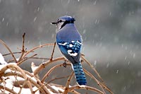 Geai bleu