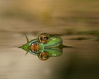 Réflexion d'une grenouille