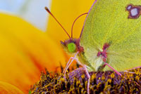 Clouded sulphur butterfly