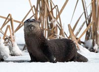 Loutre de rivière