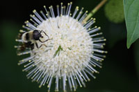 Bee on buttonbush 