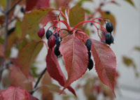 Nannyberry 