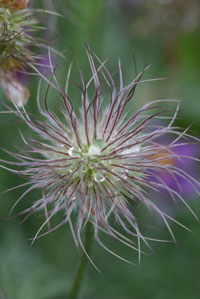 Pasque flower / Prairie crocus seed head