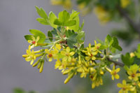 Golden currant
