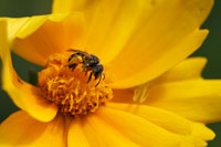 Coreopsis 