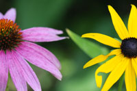 Echinacea and brown eye Susan
