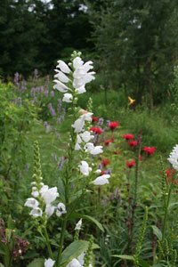 Obedient plant and bee balm and Canada lily