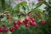 Crab apple NON-native