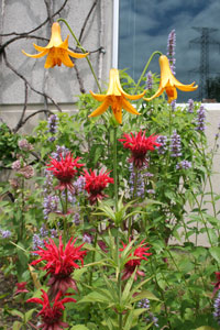Canada lily and bee balm 