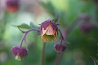 Water avens