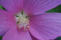 Swamp rose mallow – flower