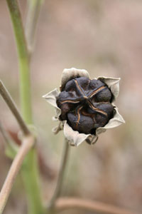 Swamp rose mallow – seed head