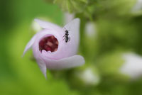 Swamp rose mallow – bud 