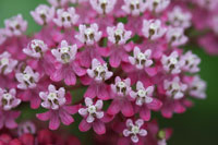 Swamp milkweed 