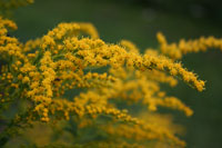 Goldenrod 