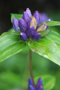 Bottle gentian
