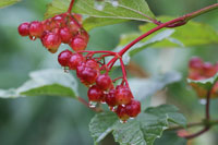 High bush cranberry – fruit