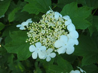 High bush cranberry – flower