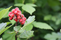 Fragrant sumac