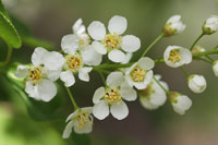 Choke cherry
