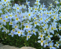 Bluets
