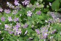 Wild geranium 