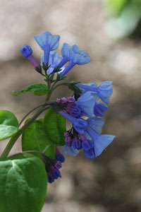 Virginia bluebells 