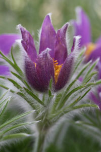 Pasque flower