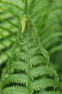 Ostrich fern