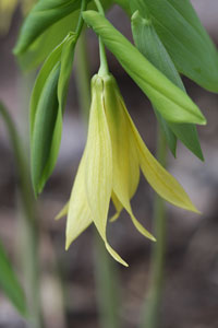 Bellwort 