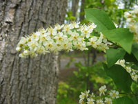 Choke cherry 