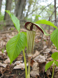 Jack-in-the-pulpit 